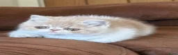 Exotic cats for sale: Beautiful Exotic cream & white female - Advert 13
