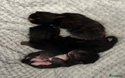 Russian Blue cats for sale: Russian blue cross kittens  - Image 1