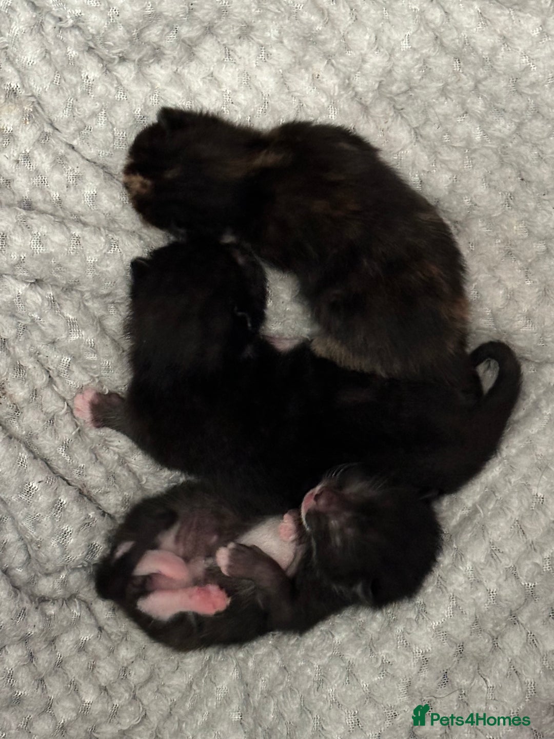 Russian Blue cats for sale: Russian blue cross kittens  - Image 1