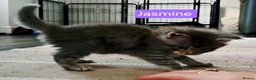 Maine Coon cats for sale: Mainecoons ready now - Advert 27
