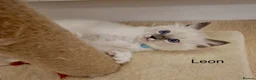 Ragdoll cats for sale: Purebread Ragdoll Kittens  in Normanton - Advert 15