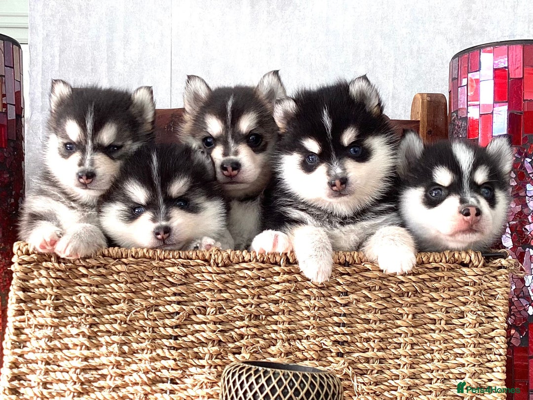 Pomsky dogs for sale: Very Tiny F4 Pomskys  - Image 15