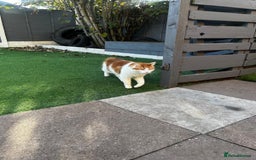 British Longhair cats for sale: Bean is looking for a new home  - Image 8