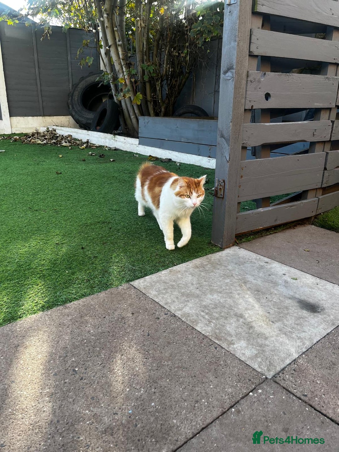British Longhair cats for sale: Bean is looking for a new home  - Image 8