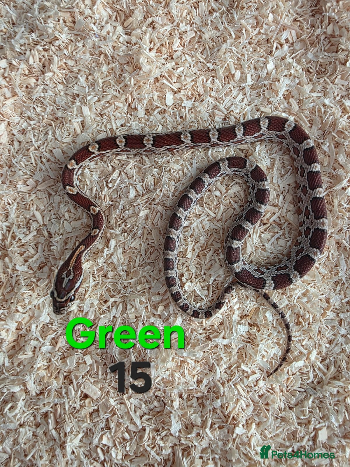 Corn Snake reptiles for sale: Various Cornsnakes avilable  - Advert 30