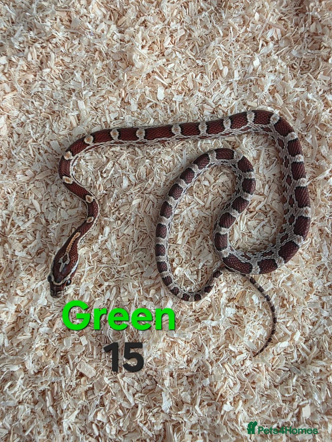 Corn Snake reptiles for sale: Various Cornsnakes avilable  - Advert 26