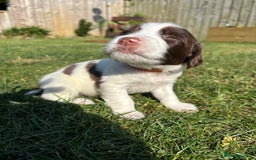 English Springer Spaniel dogs for sale: Gorgeous KC Registered Springer Spaniel Puppies in Thirsk - Image 16