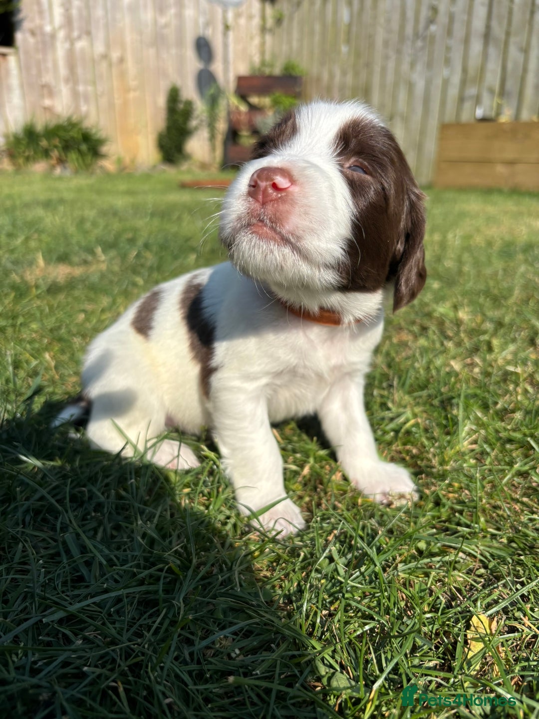 English Springer Spaniel dogs for sale: Gorgeous KC Registered Springer Spaniel Puppies in Thirsk - Image 16