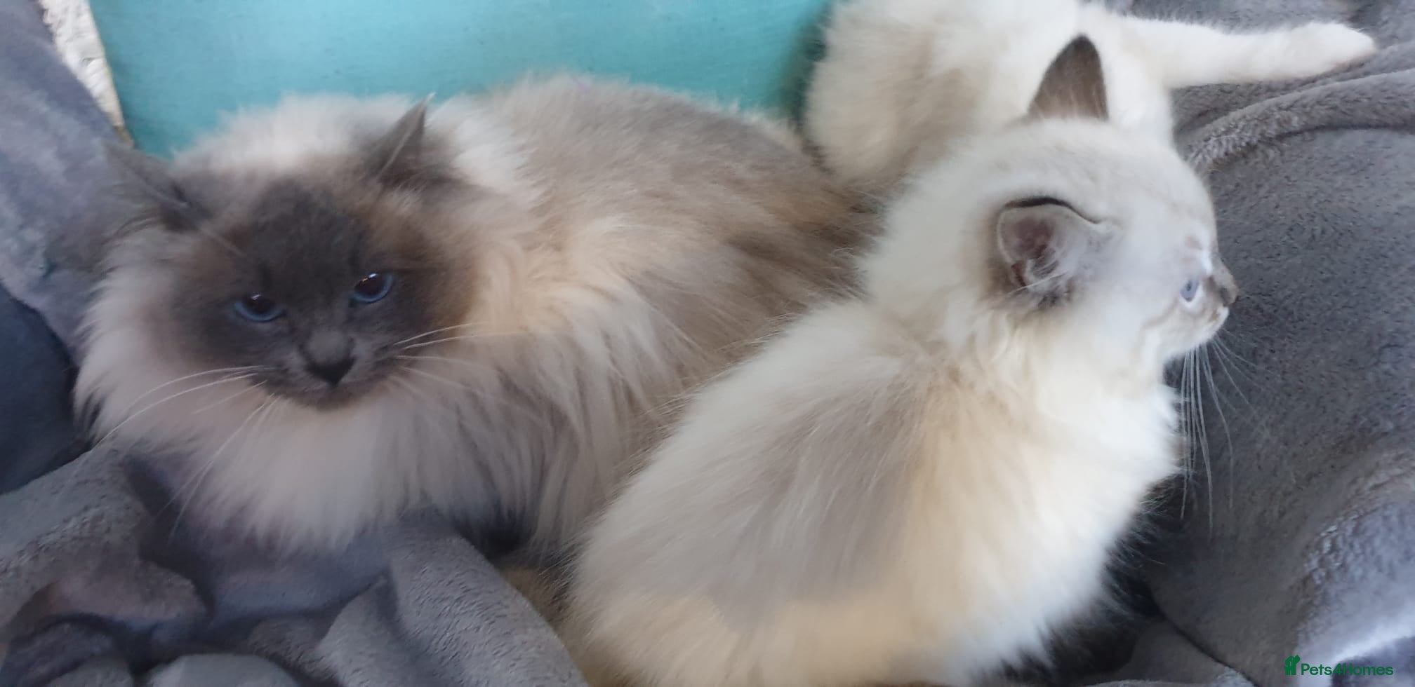 Ragdoll cats Stunning GCCF Registered Ragdoll Kittens. - Advert 2