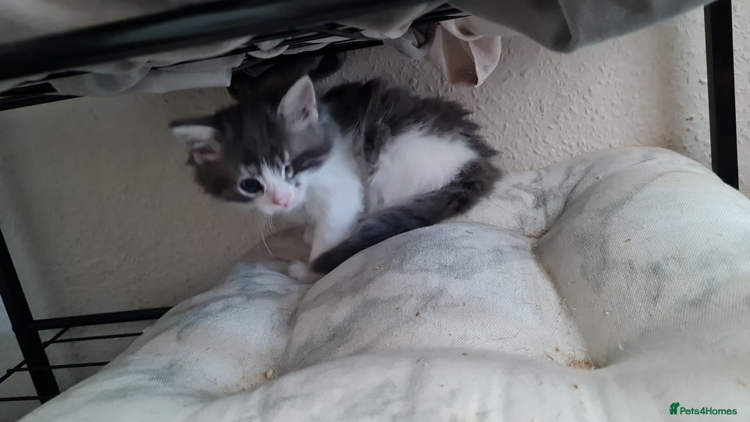 British Shorthair cats for sale: Mother and kitten  - Advert 2