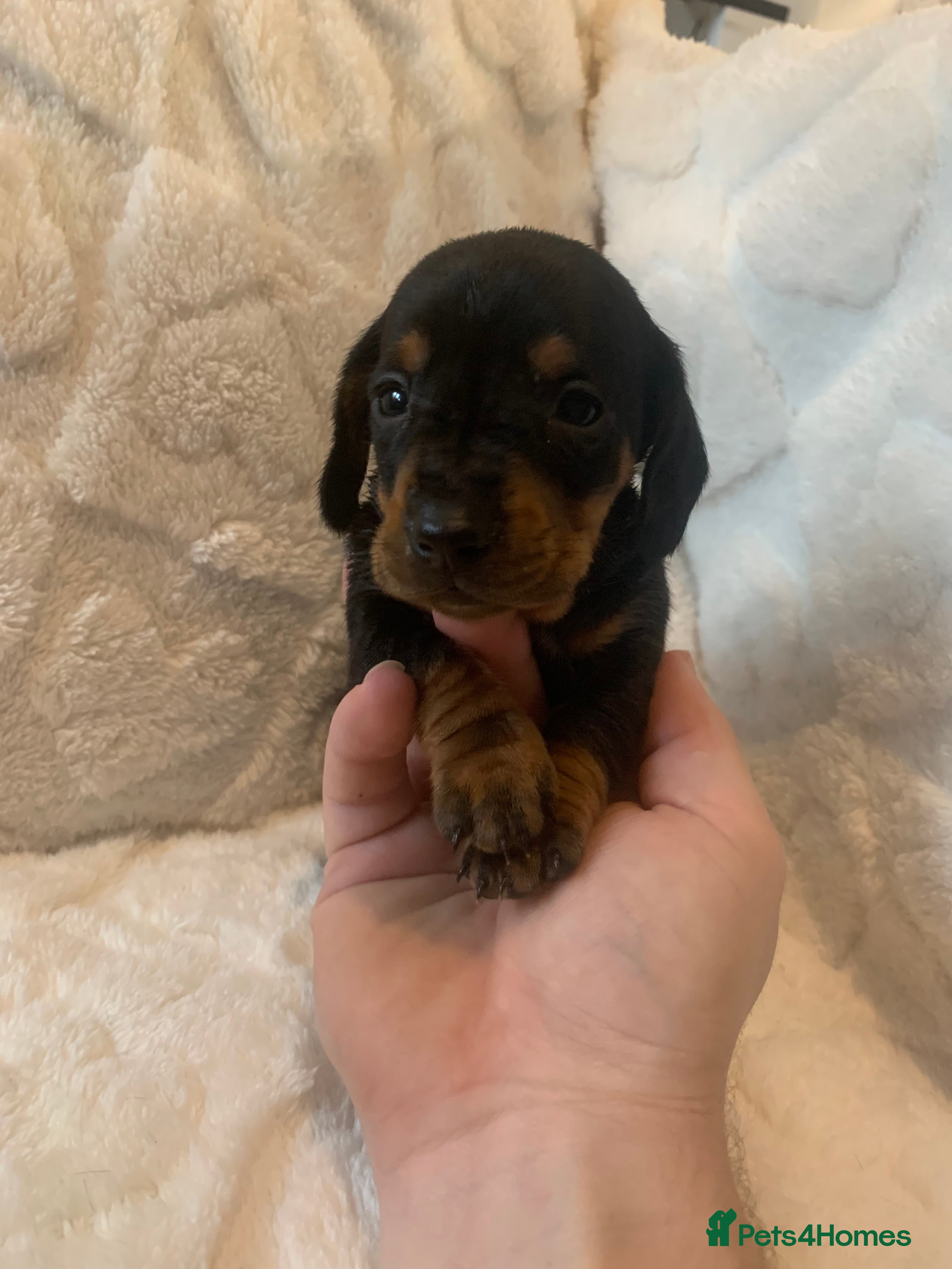 Miniature Dachshund dogs Miniature dashound  - Advert 1