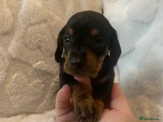 Miniature Dachshund dogs Miniature dashound - Advert 10