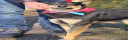 Mixed Breed dogs for adoption: ❤️🐶 CHLOE – THE DOG FOSTERS FALL IN LOVE WITH in Burton-on-Trent - Advert 19