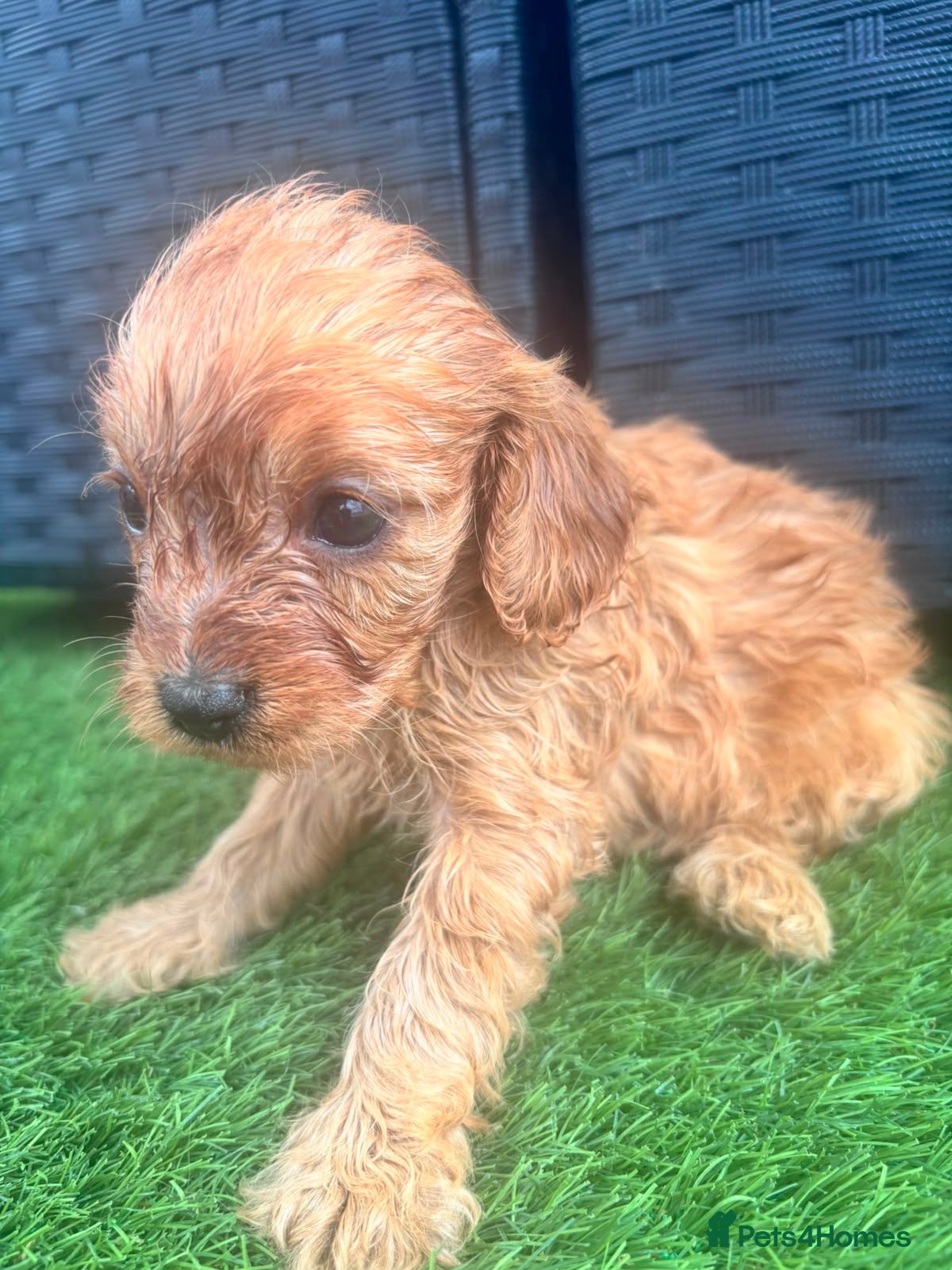 Cavapoo dogs Red Cavapoo puppies - Advert 2