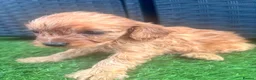 Cavapoo dogs for sale: Red Cavapoo puppies - Advert 2