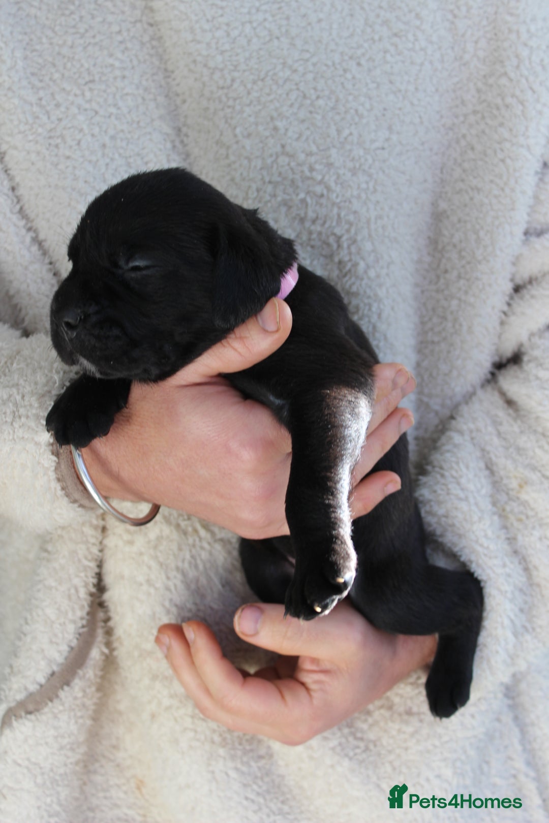 Cane Corso dogs for sale: Cane Corso Puppies from Exceptional Bloodlines, - Advert 6