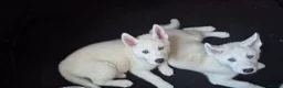 Siberian Husky dogs for sale: Two stunning white female husky puppies  - Advert 4