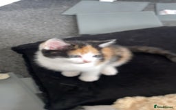 Ragdoll cats for sale: Ragdoll Kittens - Image 6