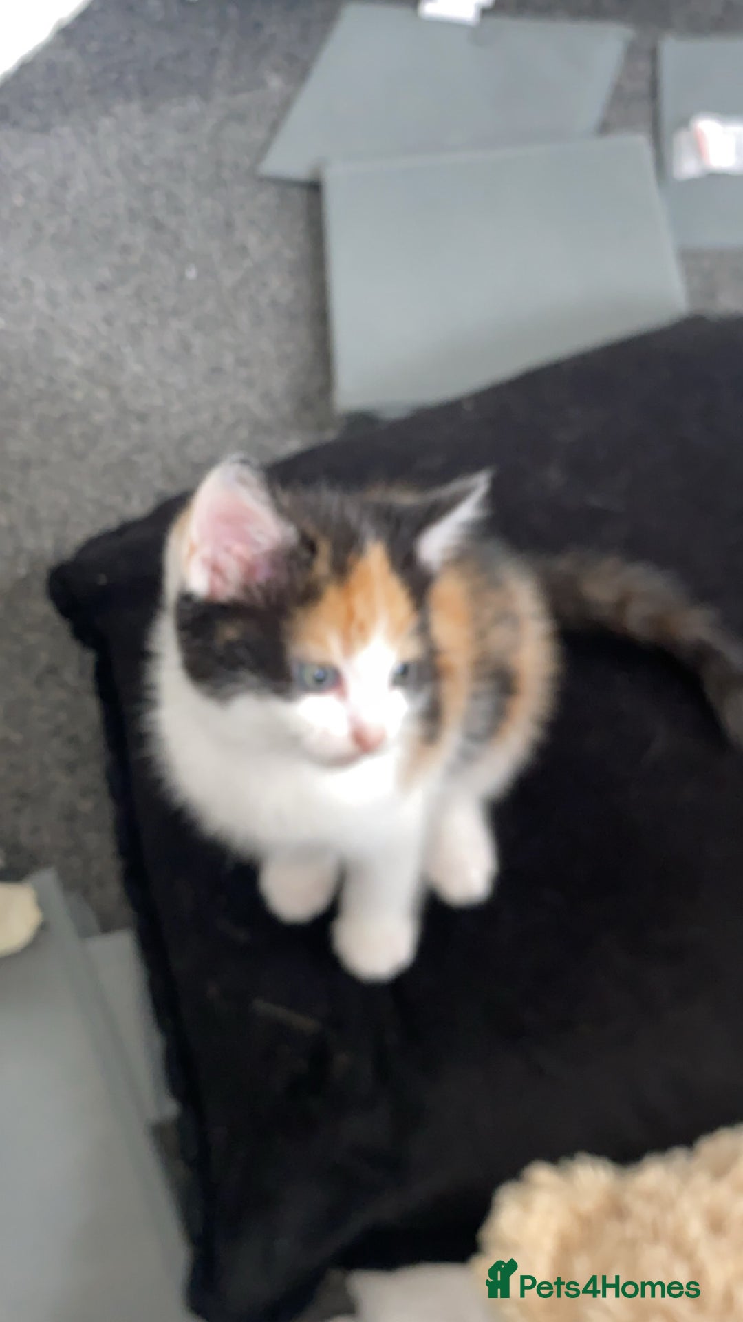 Ragdoll cats for sale: Ragdoll Kittens - Image 6