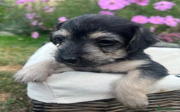 Jackapoo dogs for sale: Three jackapoo puppies - Image 11