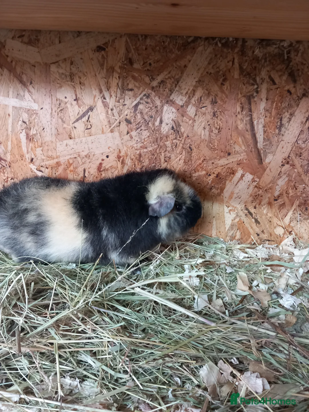 Guinea Pig rodents for sale: Teddy guinea pigs  - Advert 10