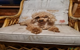 Toy Poodle dogs for sale: Ginger needs a new home!!  - Advert 4