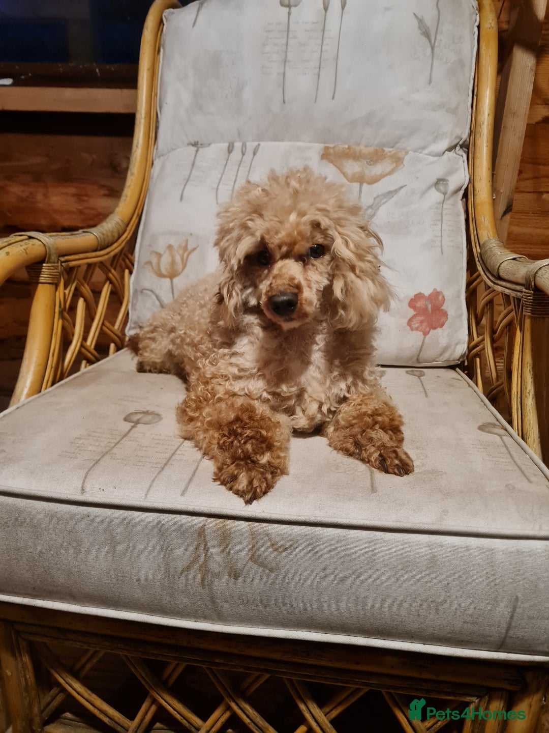 Toy Poodle dogs for sale: Ginger needs a new home!!  - Advert 4