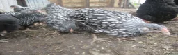 Chickens poultry for sale: Quality Silver Laced Wyandotte Bantam Pullets - Advert 3