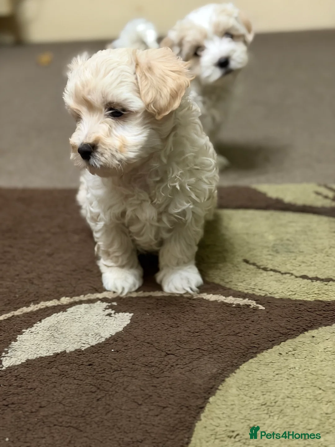 Mixed Breed dogs for sale: 🐾🐾🐾Maltipoo Puppies 🐾🐾🐾 - Advert 22