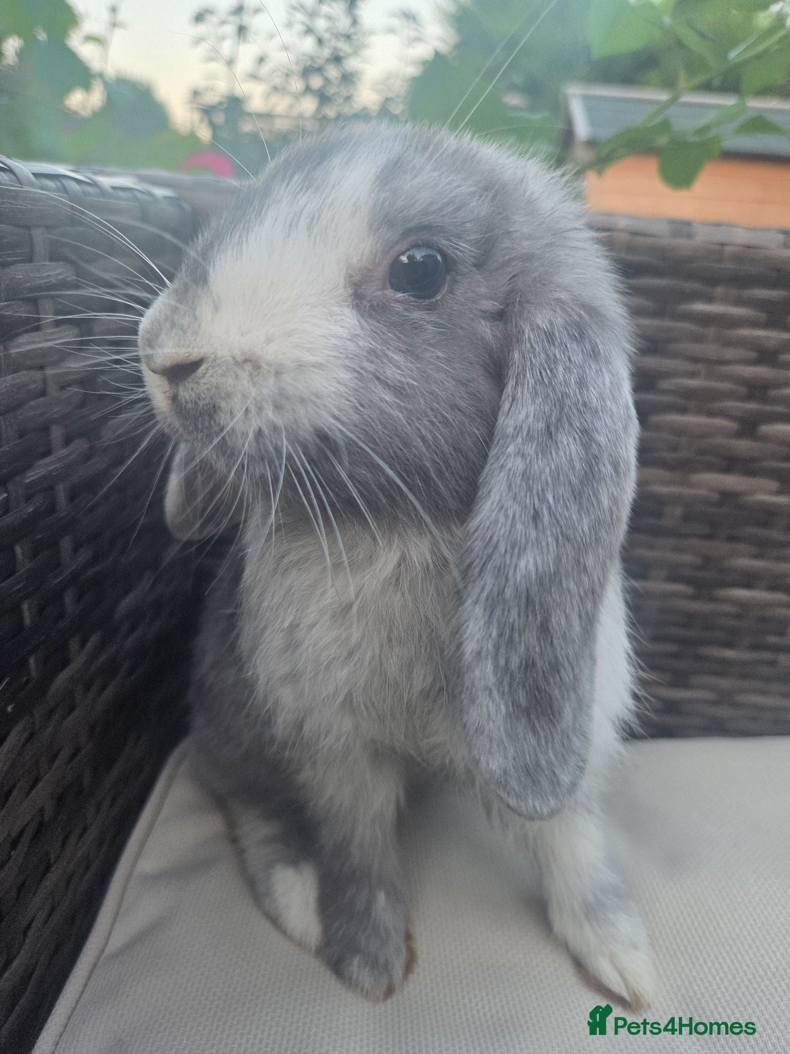 Mini Lop rabbits Beautiful mini lops boys and girls avalible . - Advert 2