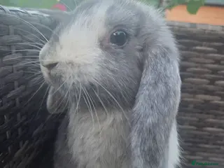 Mini Lop rabbits Beautiful mini lops boys and girls avalible . - Advert 2