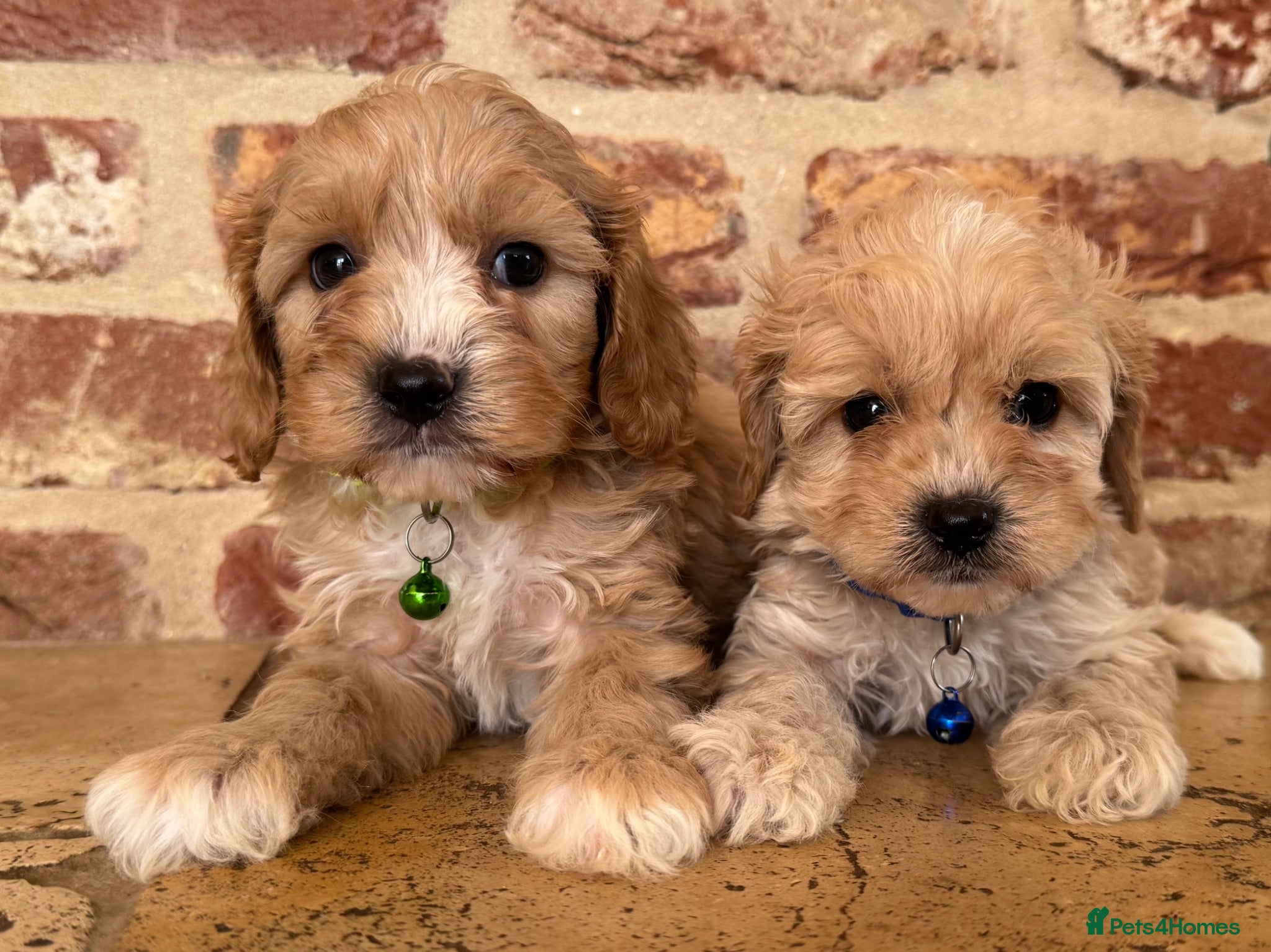 Cavapoo dogs F1 cavapoo males 💙💚 - Advert 1