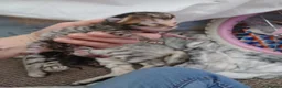 Mixed Breed cats for sale: Bengal cross kittens in Bellshill - Advert 6