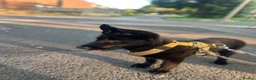 German Shepherd dogs for sale: Beautiful German shepherd (tovi) in Hull - Advert 2