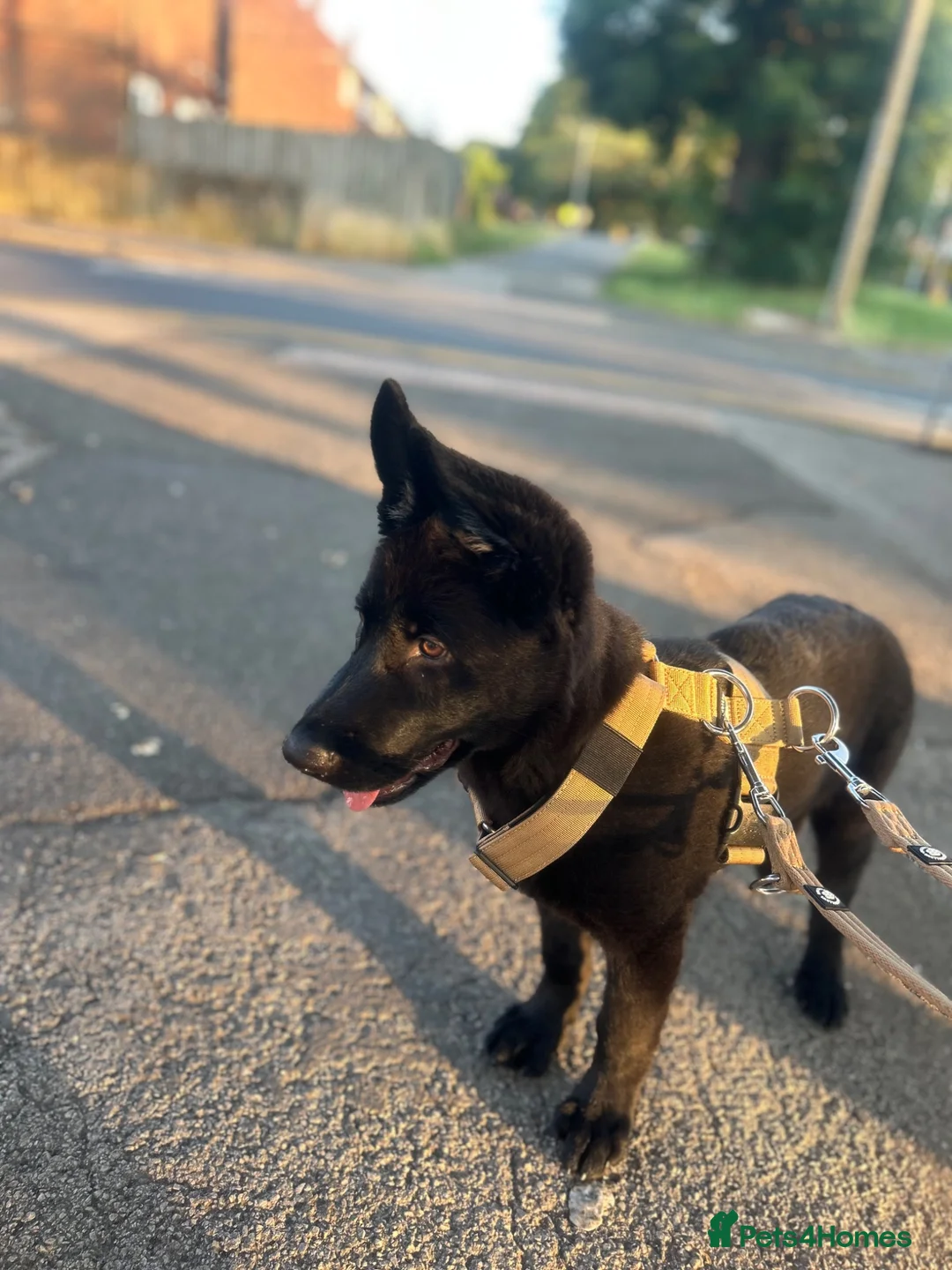 German Shepherd dogs for sale: Beautiful German shepherd (tovi) in Hull - Advert 2