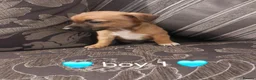 Jack Russell dogs for sale: Miniature Jack russell puppy's for sale  - Advert 7