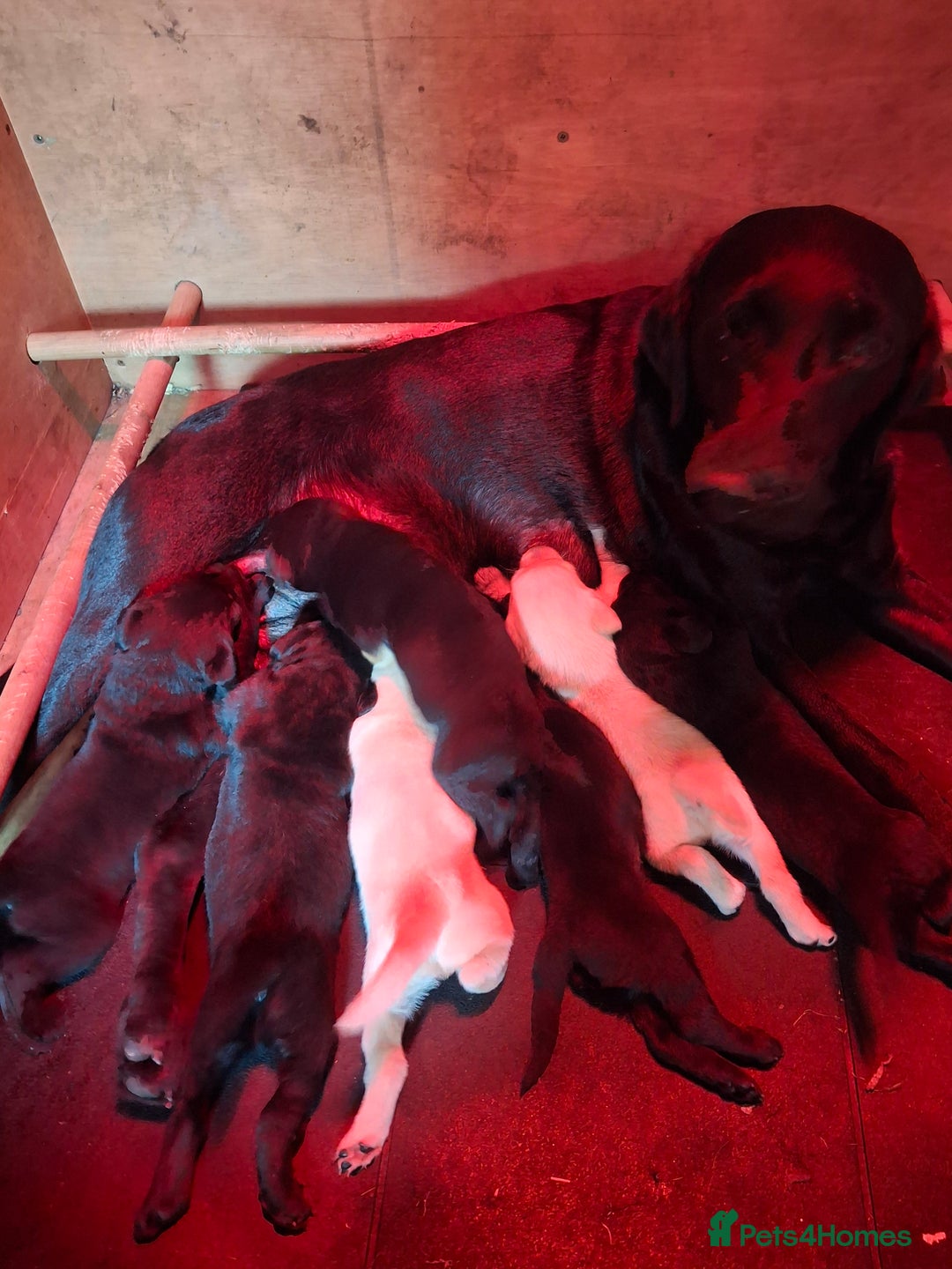 Labrador Retriever dogs for sale:  Labrador Pups (Health Tested) - Image 7