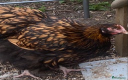 Chickens poultry for sale: Chickens for sale  - Image 1