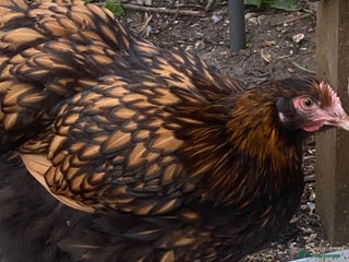 Chickens poultry - Advert 1