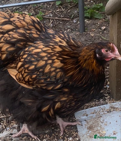 Chickens poultry - Advert 1