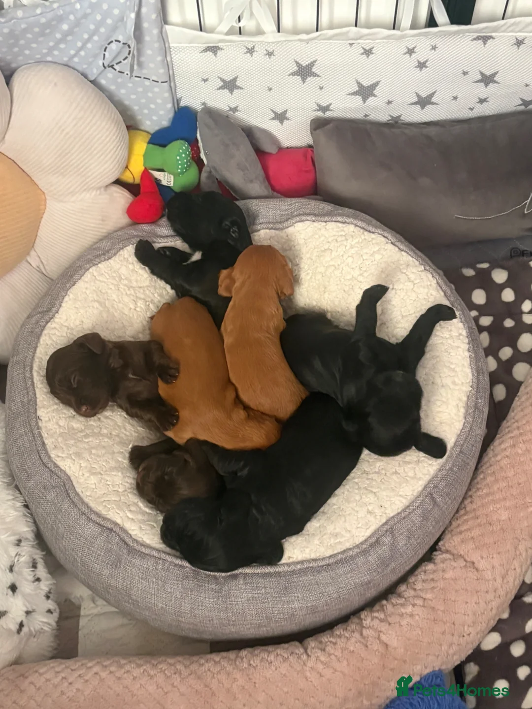 Cocker Spaniel dogs for sale: 7 Girls Cocker Spaniel Puppies (working) - Advert 1