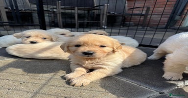 Golden Retriever dogs - Advert 4