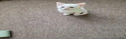 Turkish Angora cats for sale: Whithe Turkish Angora - Advert 21