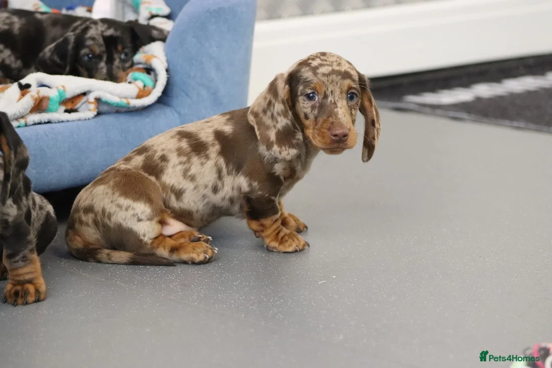 Miniature Dachshund dogs for sale: Beautiful Miniature Dachshund puppies for sale - Advert 27