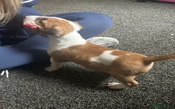 English Bull Terrier dogs for sale: English Bull Terrier - Image 6