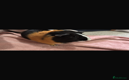 Guinea Pig rodents for sale: Male Guinea pigs - Image 3