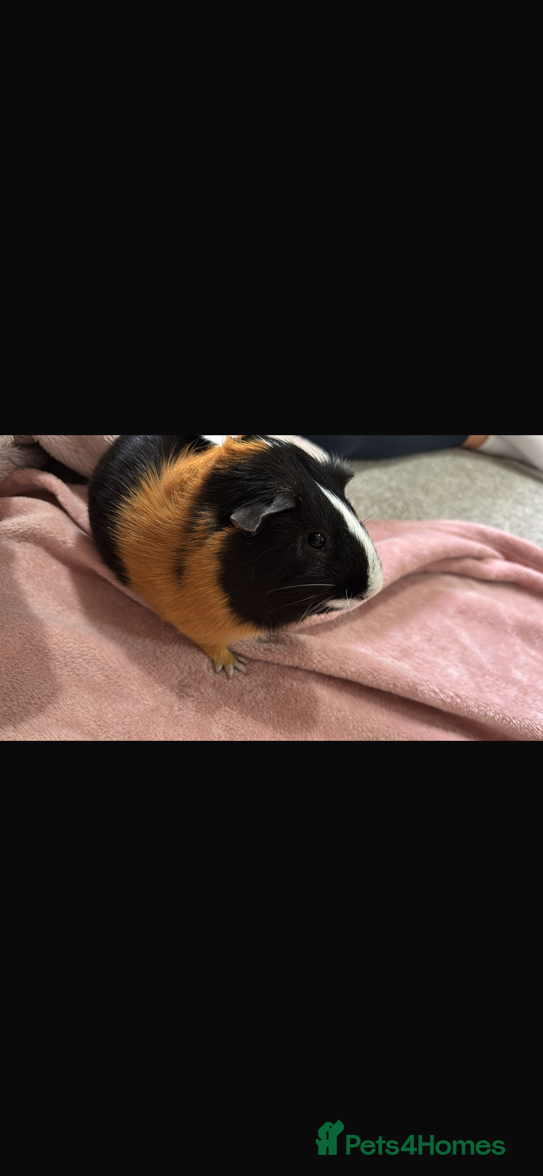 Guinea Pig rodents for sale: Male Guinea pigs - Image 3