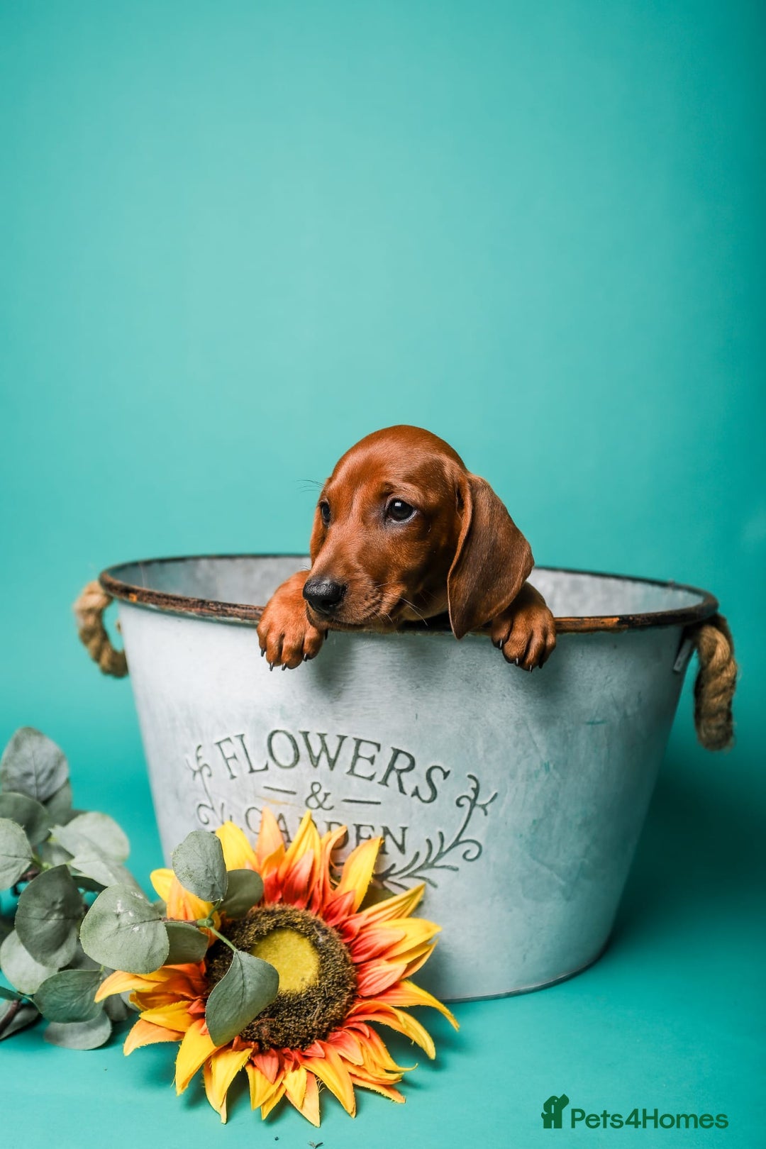 Dachshund dogs for sale: Standard smooth dachshunds males  - Image 12
