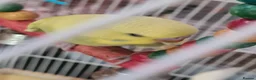 Budgerigars birds for sale: 3 X BUDGIES  - Advert 2