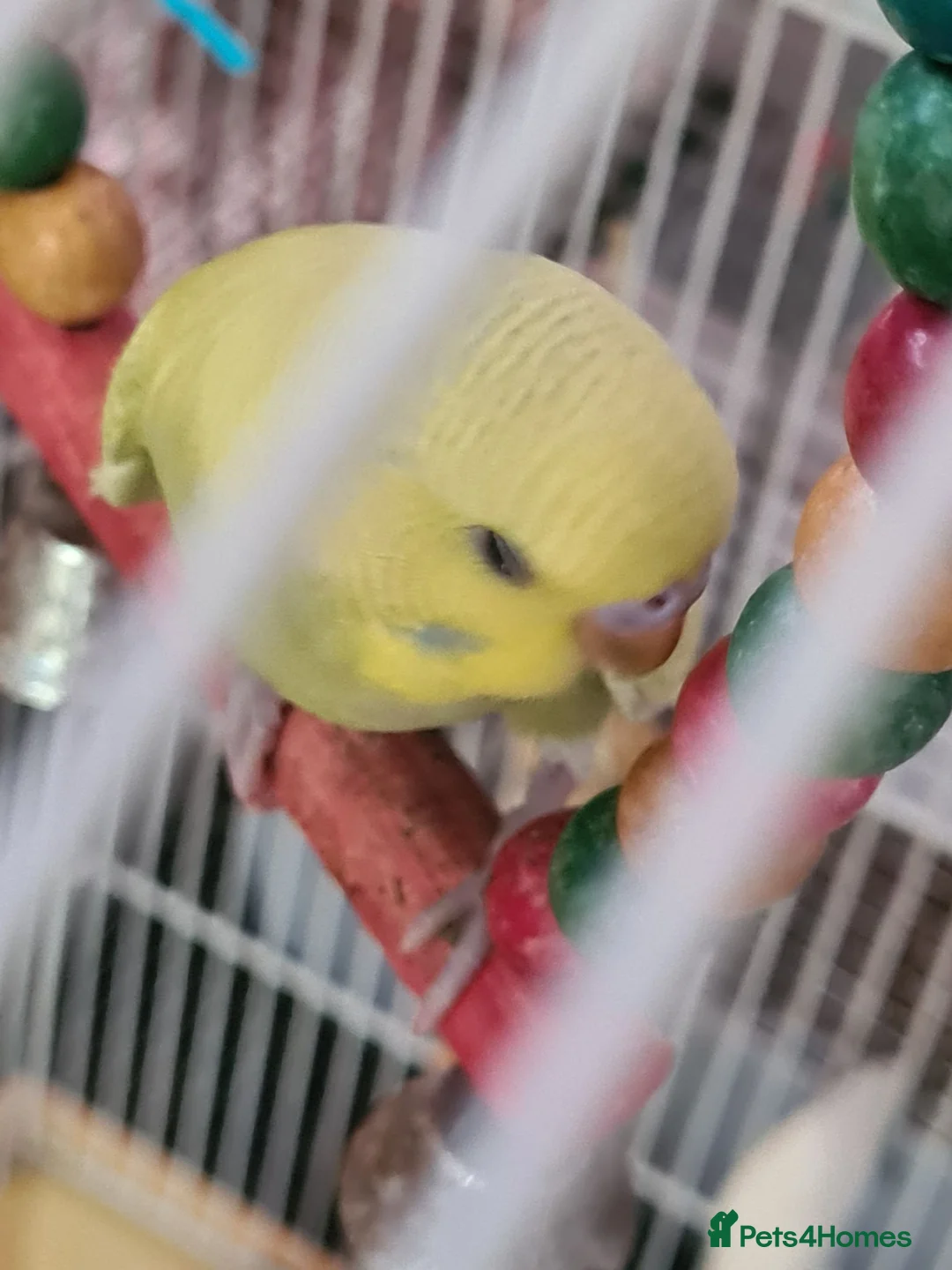 Budgerigars birds for sale: 3 X BUDGIES  - Advert 2